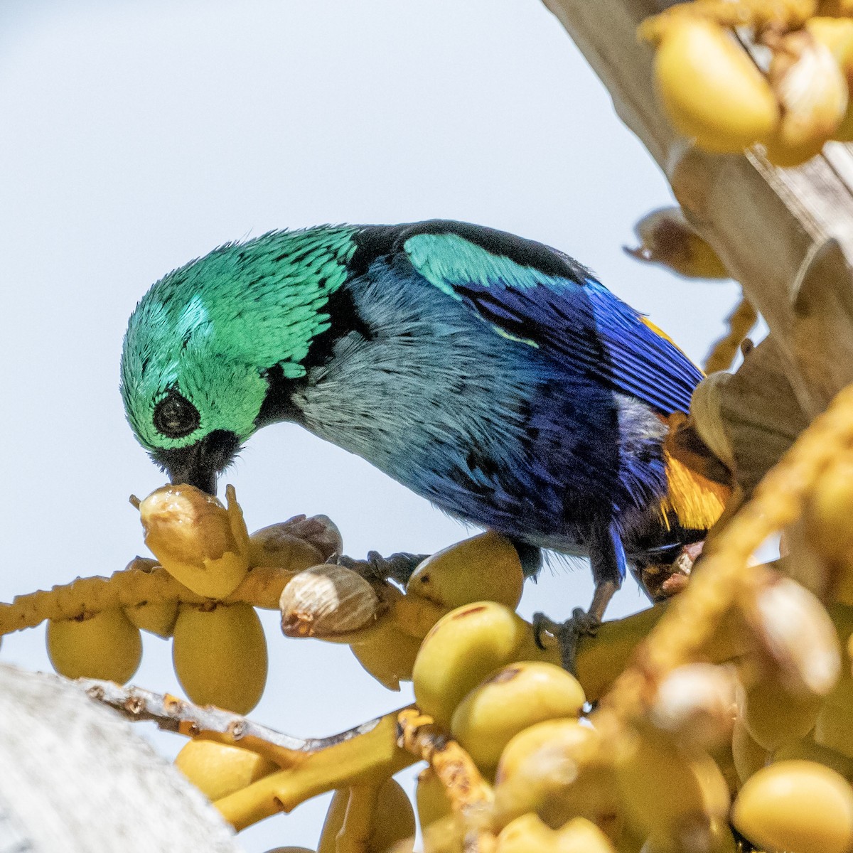 Seven-colored Tanager - ML622521539