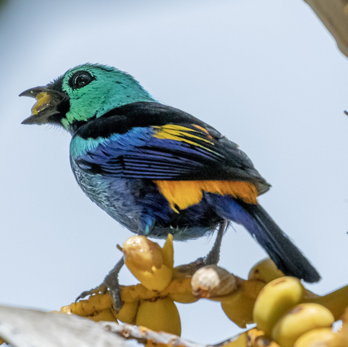 Seven-colored Tanager - ML622521541