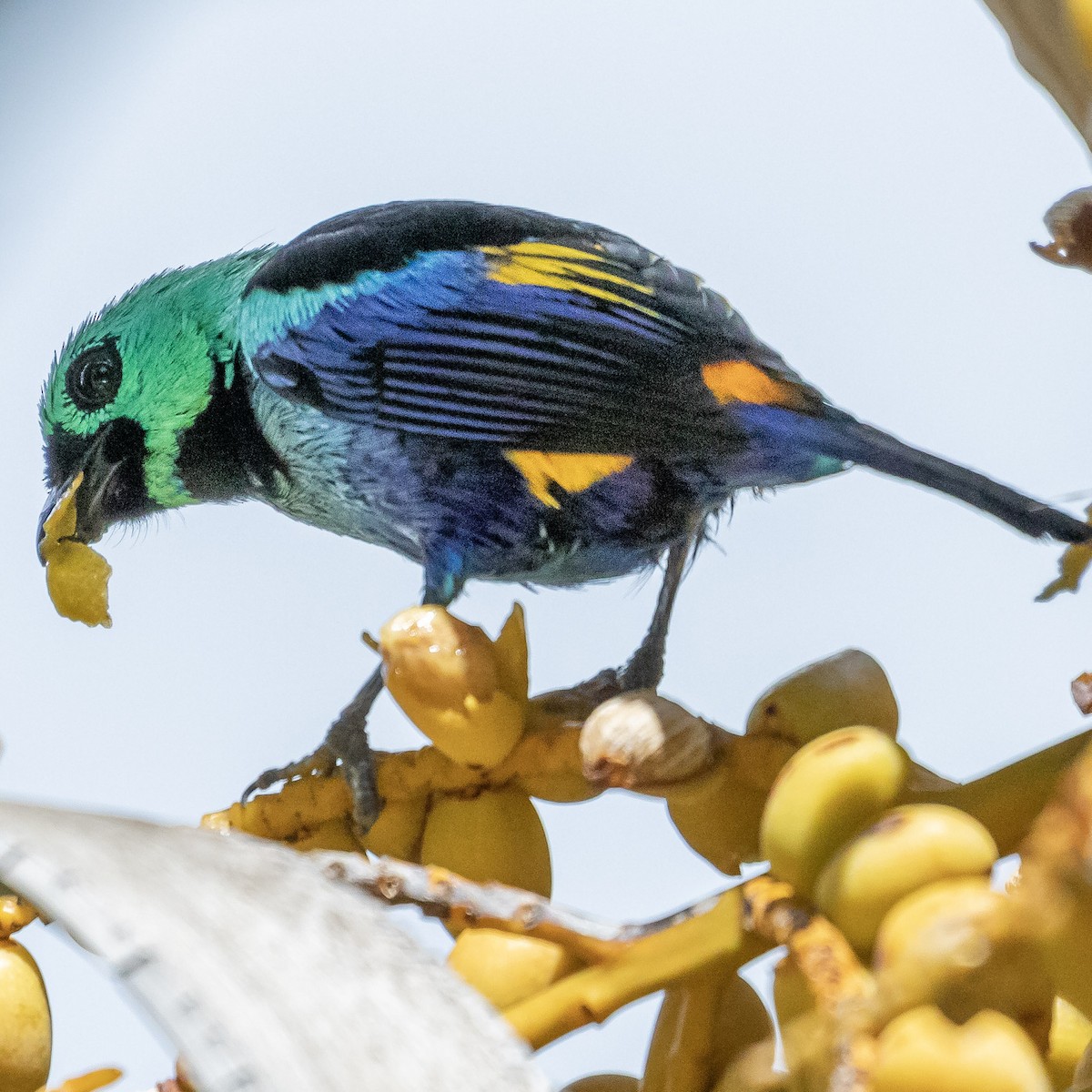 Seven-colored Tanager - ML622521542