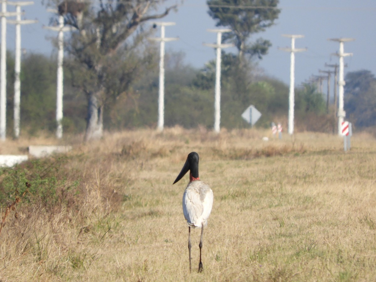 Jabiru - ML622521619