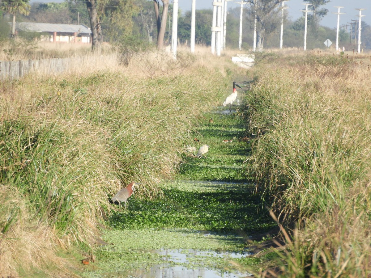 Jabiru - ML622521620