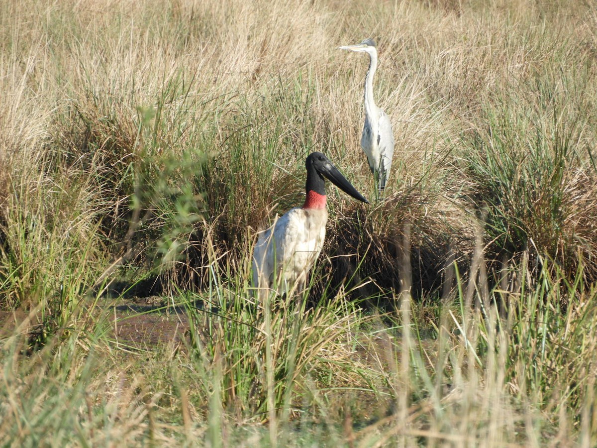 Jabiru - ML622521621