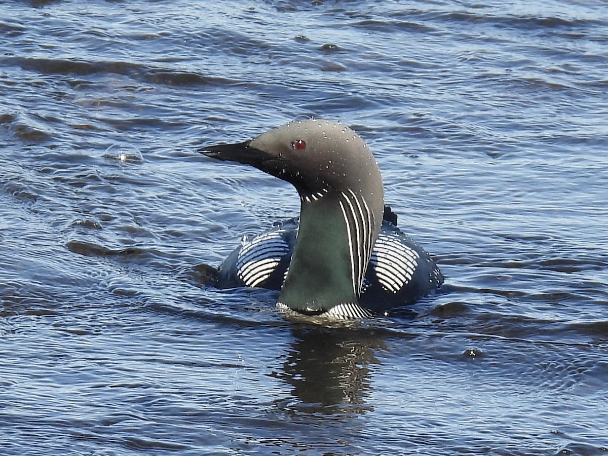 Pacific Loon - ML622521648