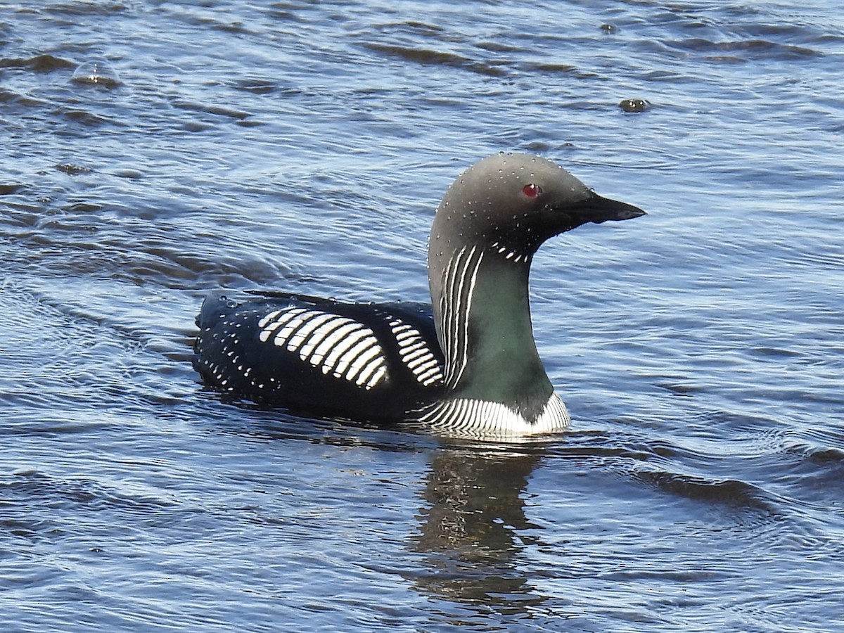 Pacific Loon - ML622521649