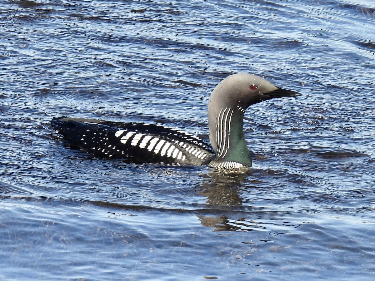 Pacific Loon - ML622521651