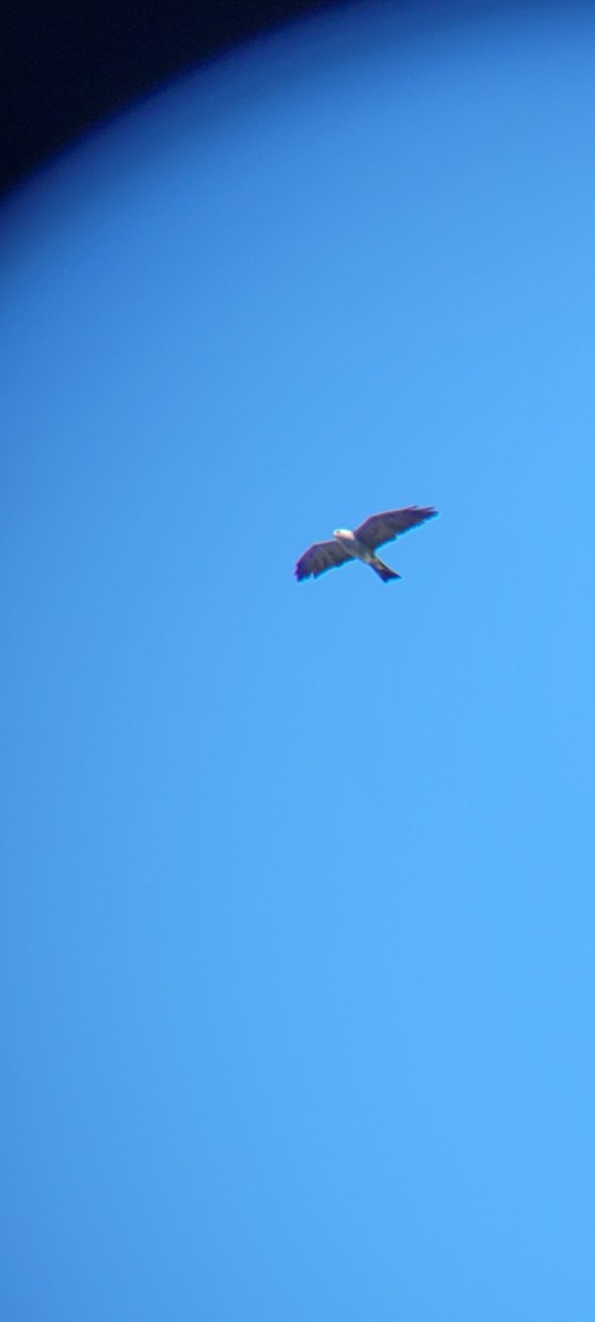 Mississippi Kite - ML622521688
