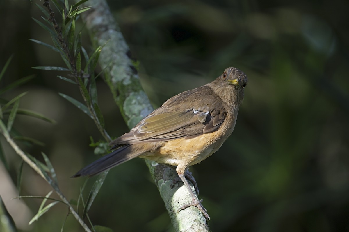 Clay-colored Thrush - ML622521740