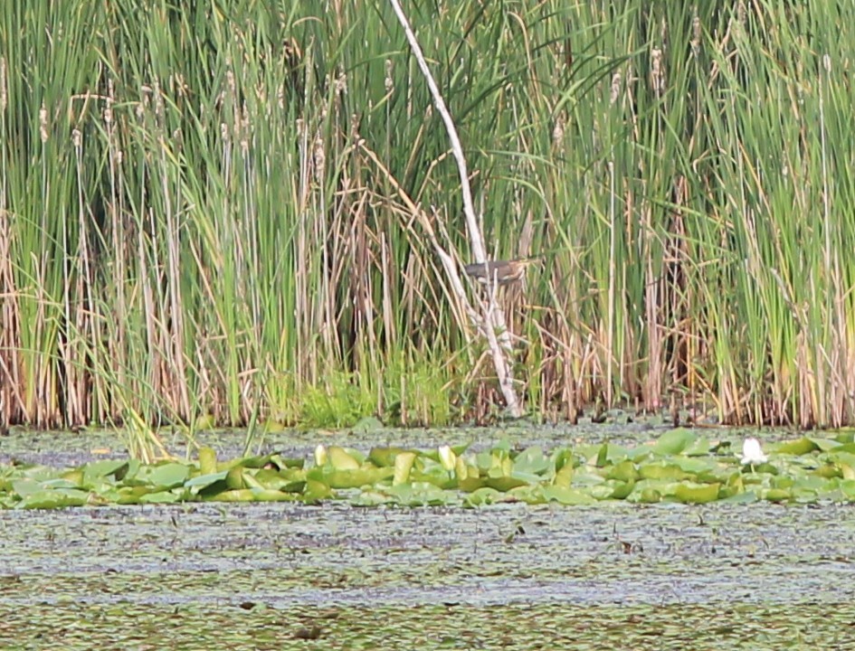 Green Heron - ML622521753