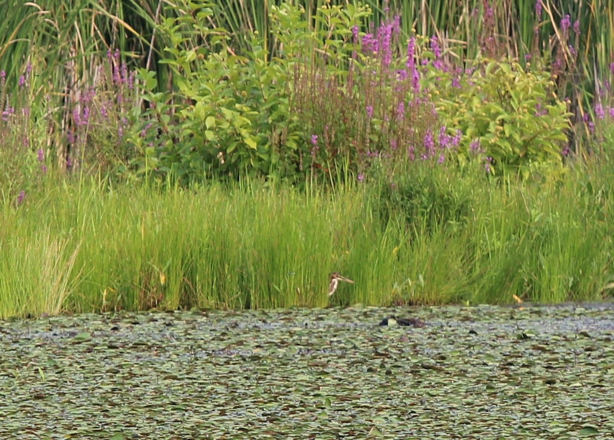 Green Heron - ML622521754