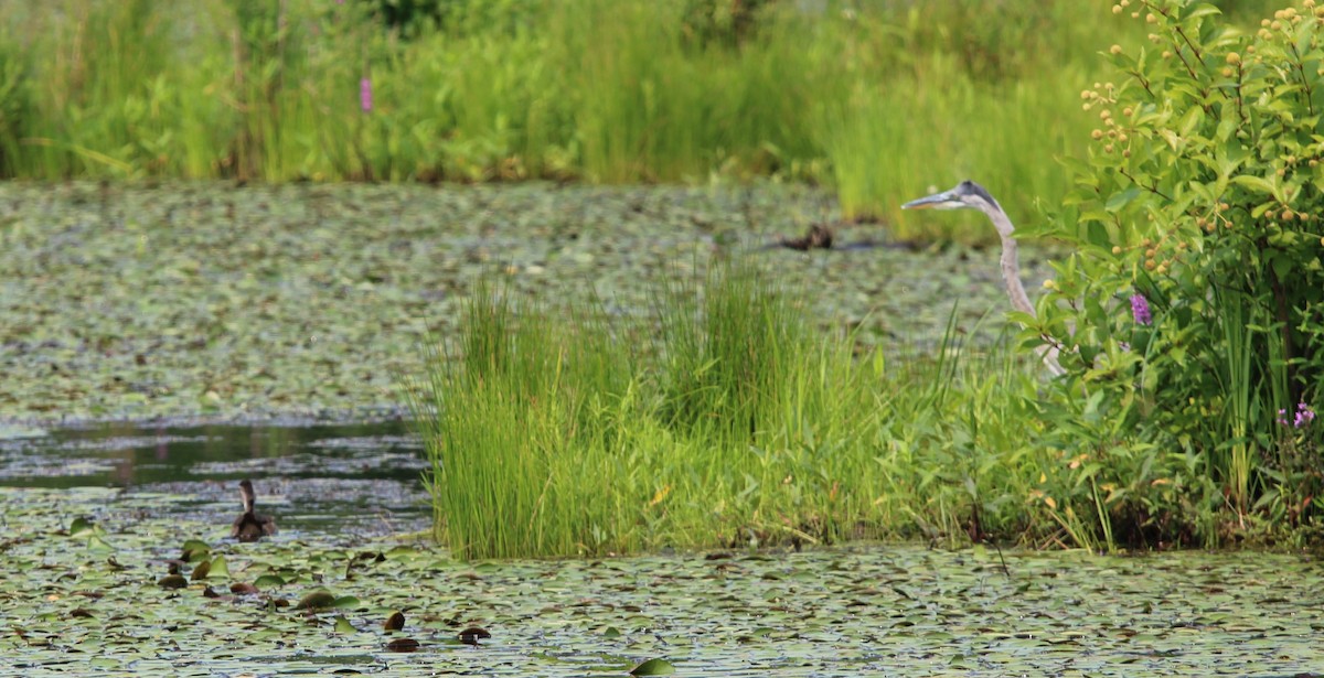 Great Blue Heron - ML622521762