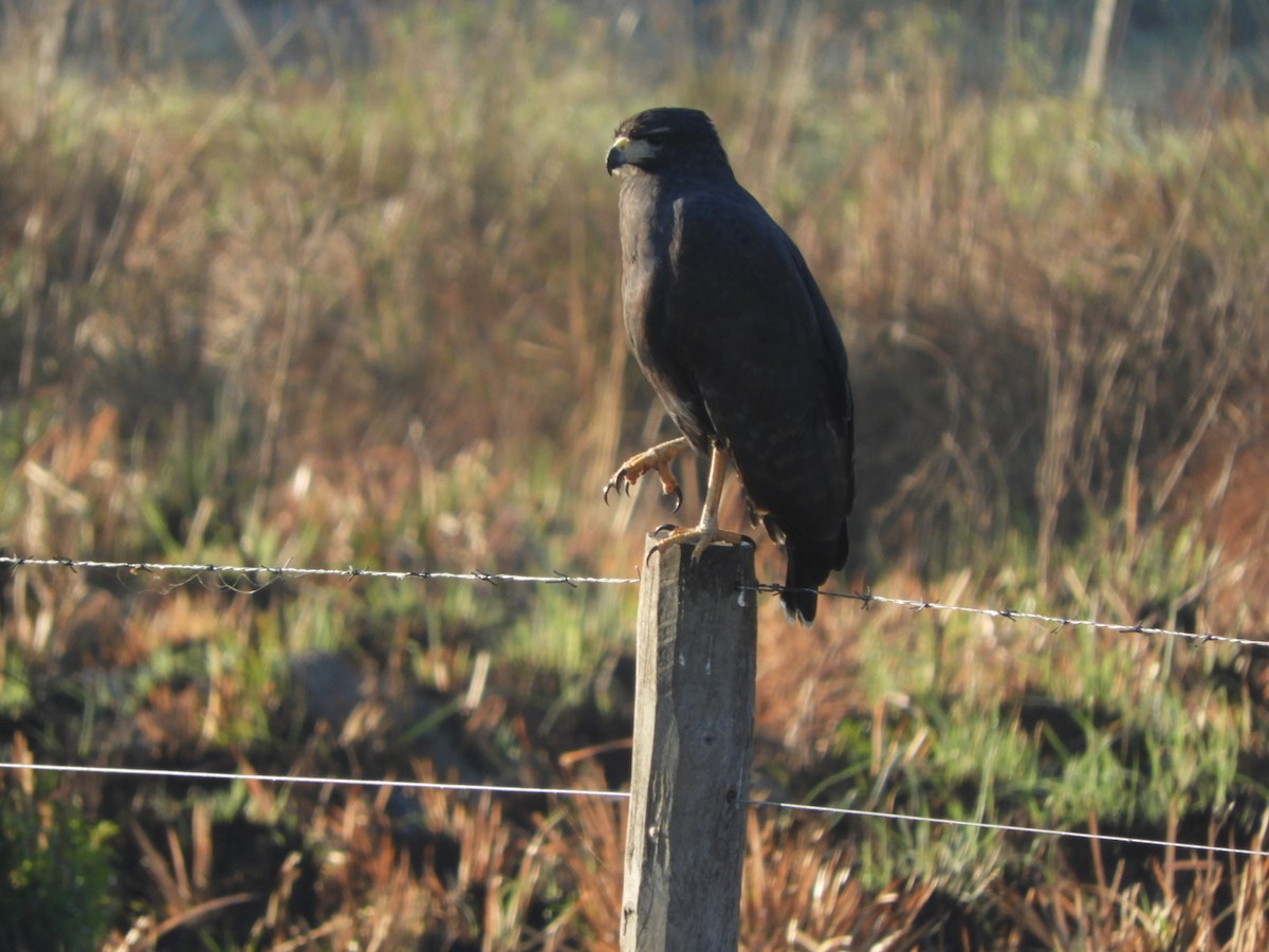 Great Black Hawk - ML622521787