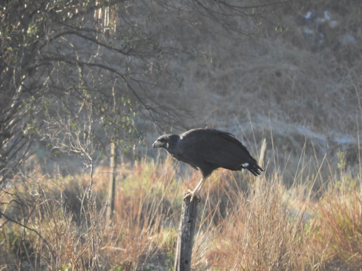 Great Black Hawk - ML622521788