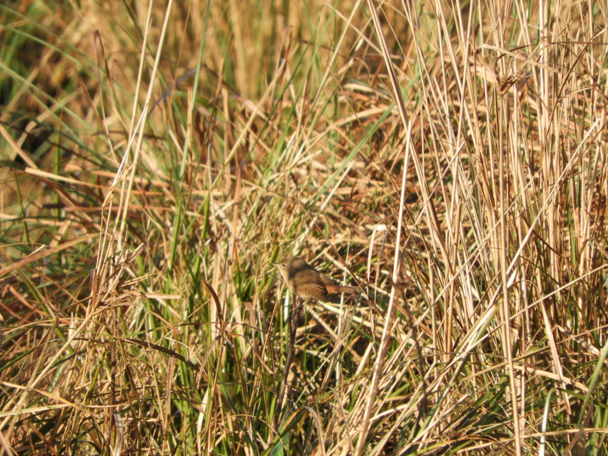 House Wren - ML622521839