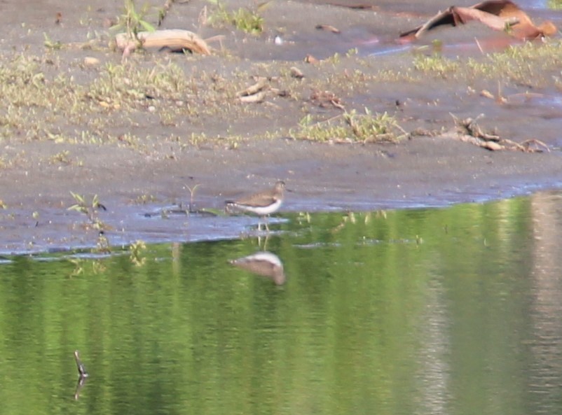 gulbeinsnipe - ML622521853