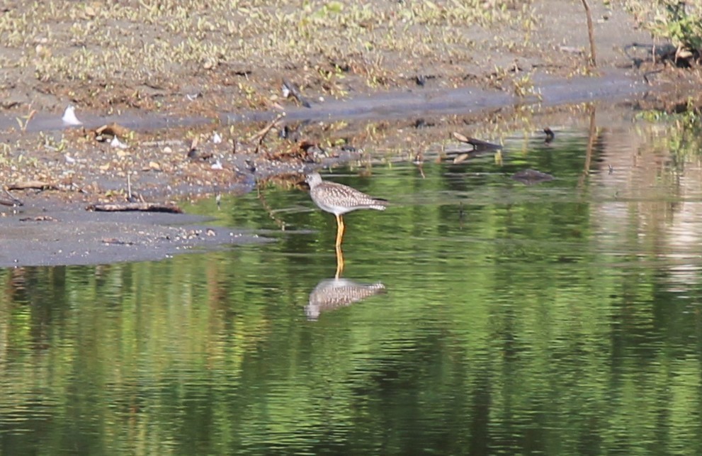 gulbeinsnipe - ML622521854