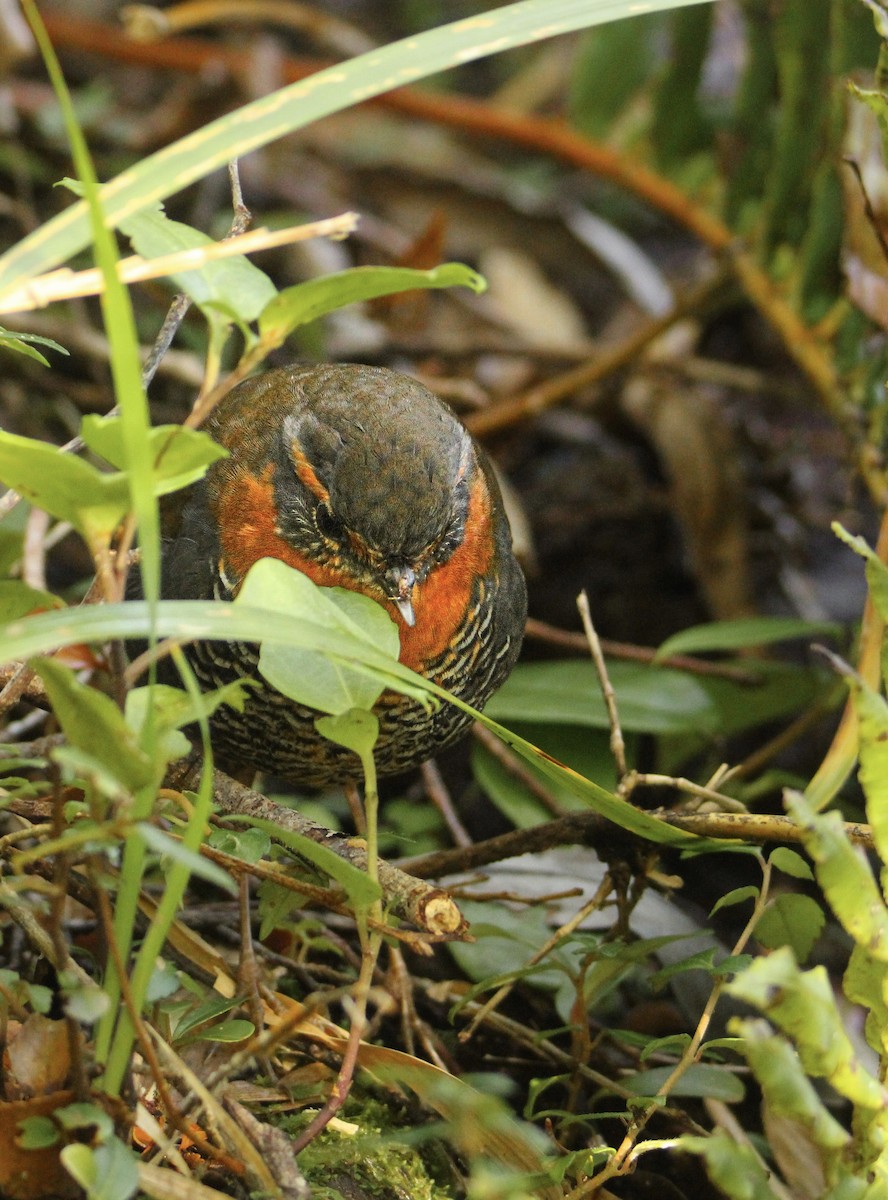 Chucao Tapaculo - ML622522051