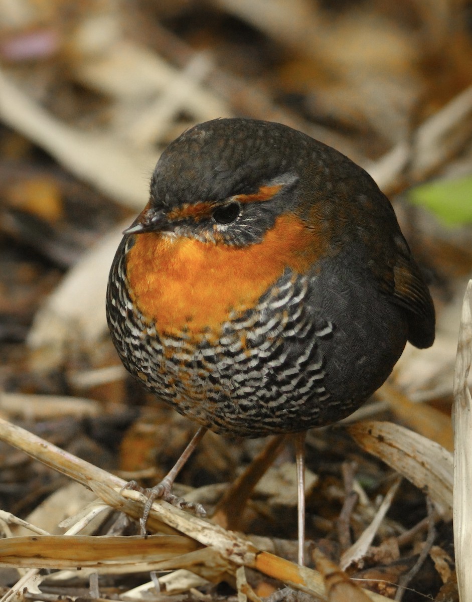 Chucao Tapaculo - ML622522052