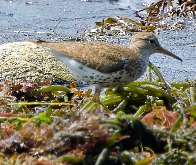 Spotted Sandpiper - Theodore  Anderson