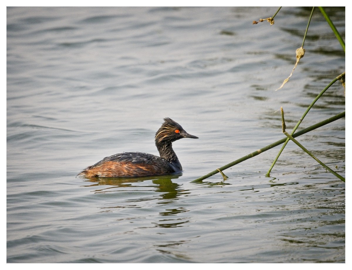 Eared Grebe - ML622522150