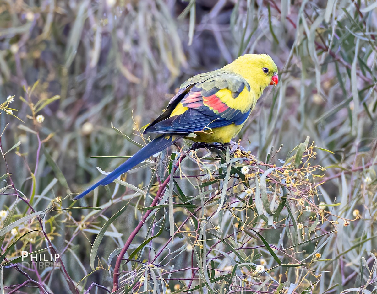 Regent Parrot - ML622522182