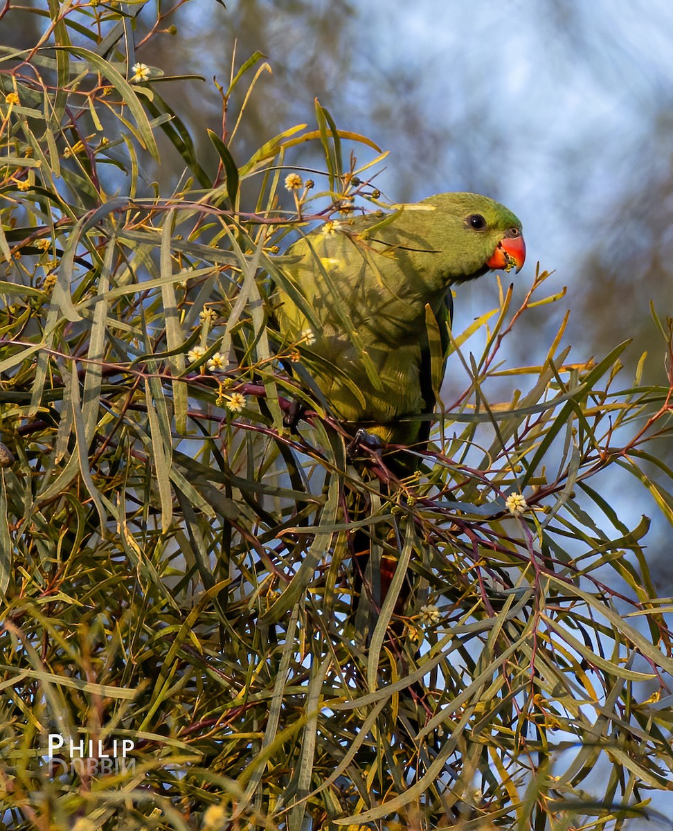 Regent Parrot - ML622522183