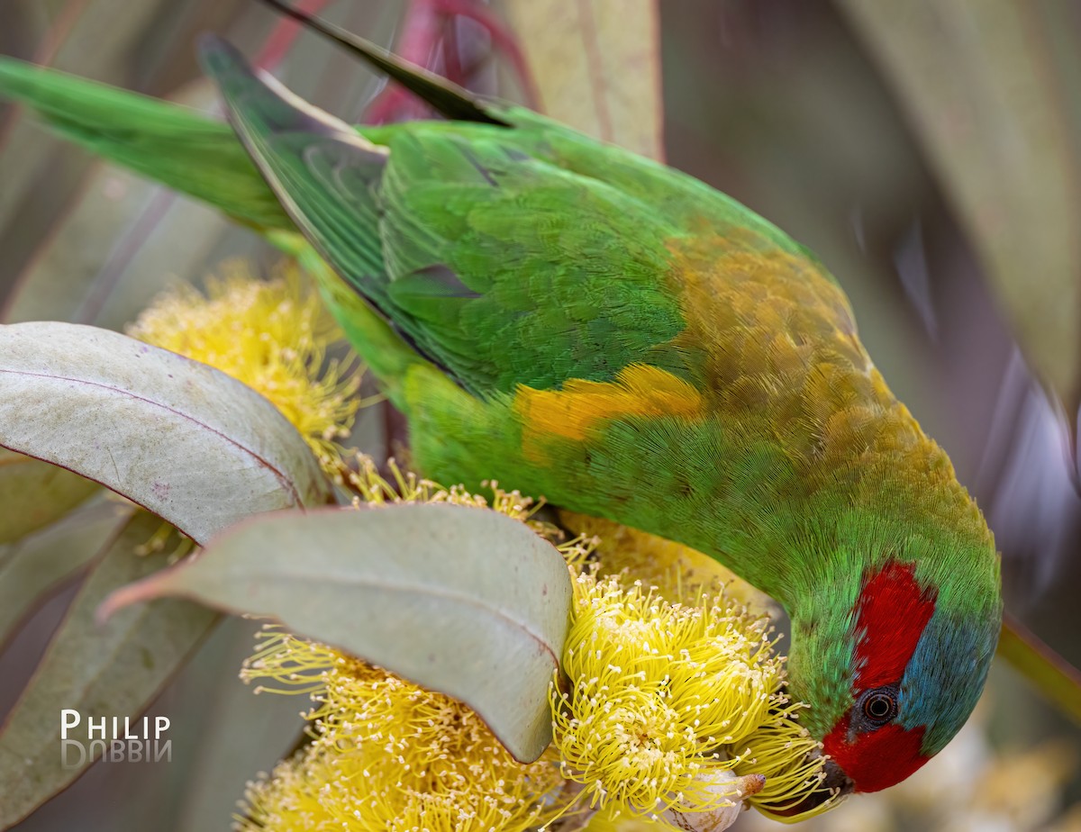 Musk Lorikeet - ML622522187