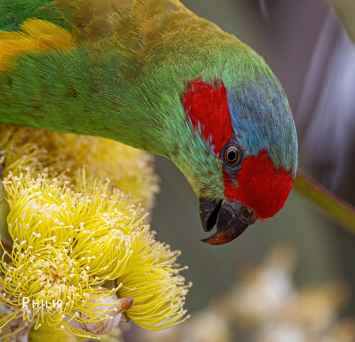 Musk Lorikeet - ML622522188