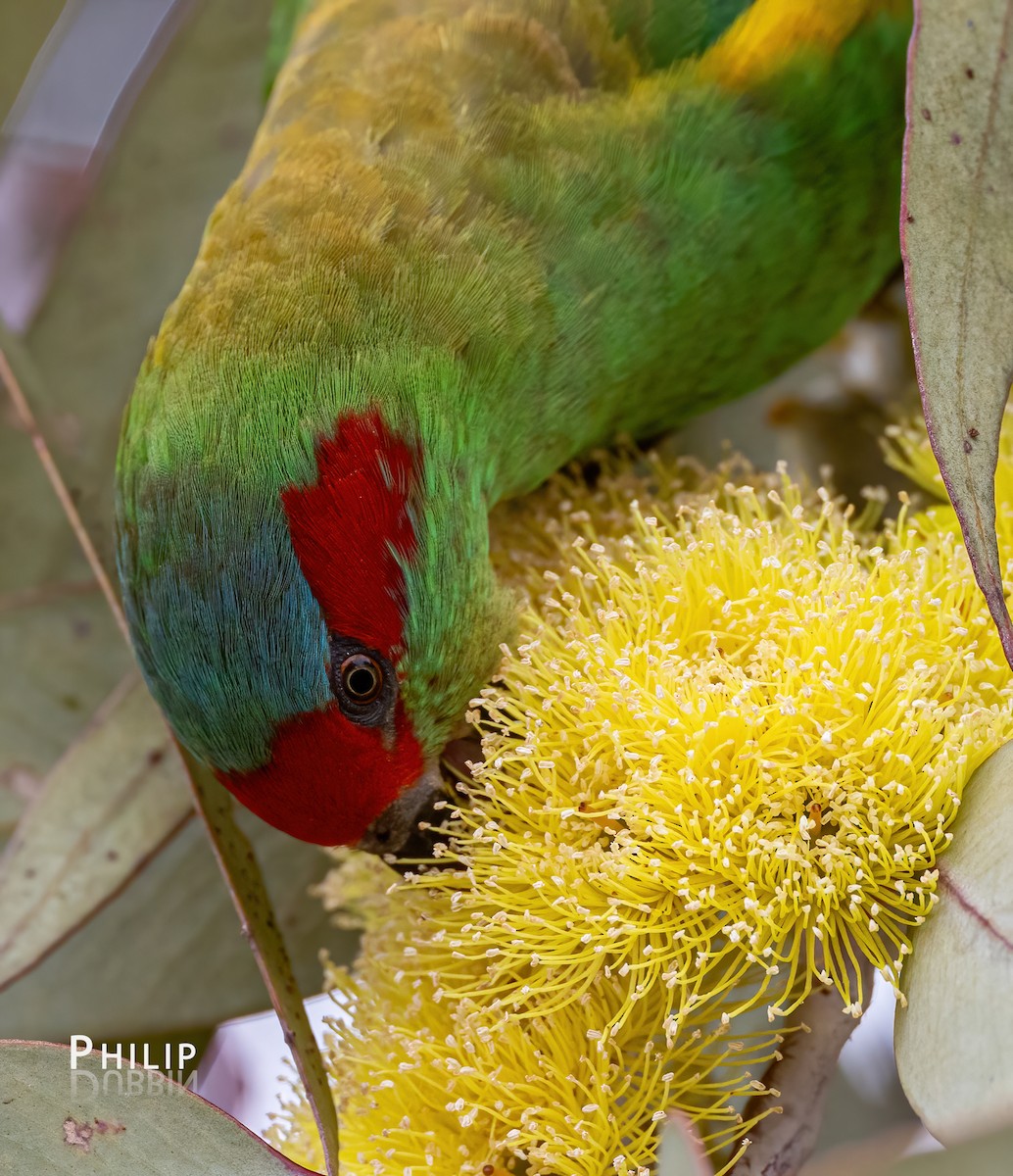 Musk Lorikeet - ML622522189