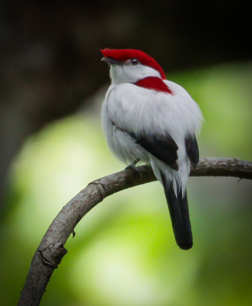 Araripe Manakin - ML622522193