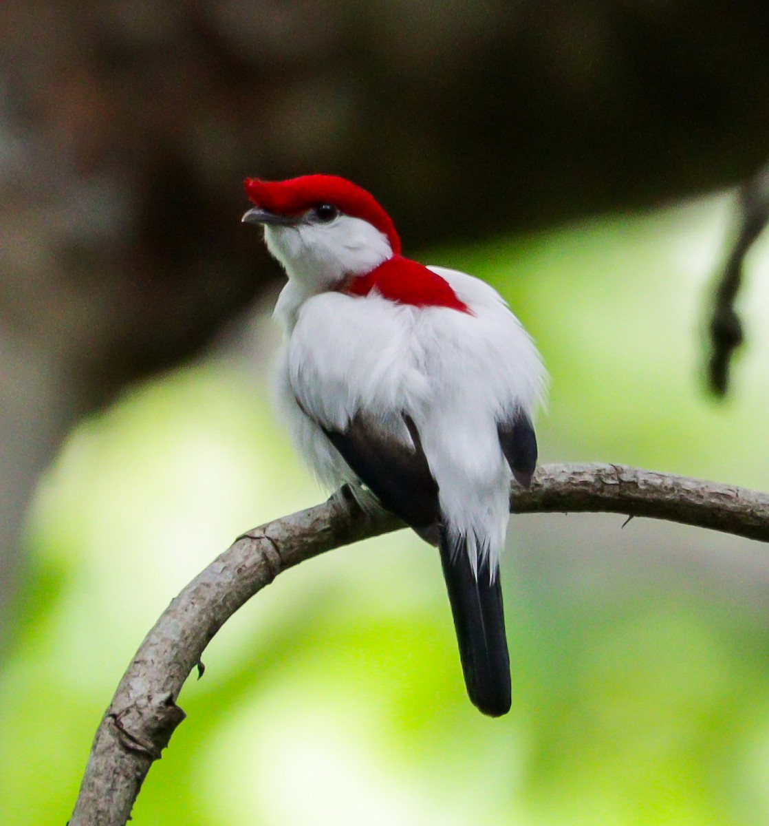 Araripe Manakin - ML622522194