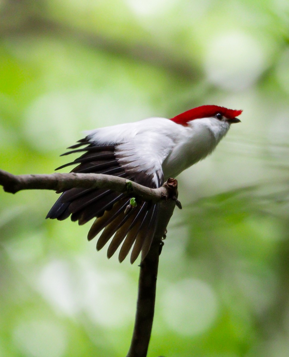 Araripe Manakin - ML622522196