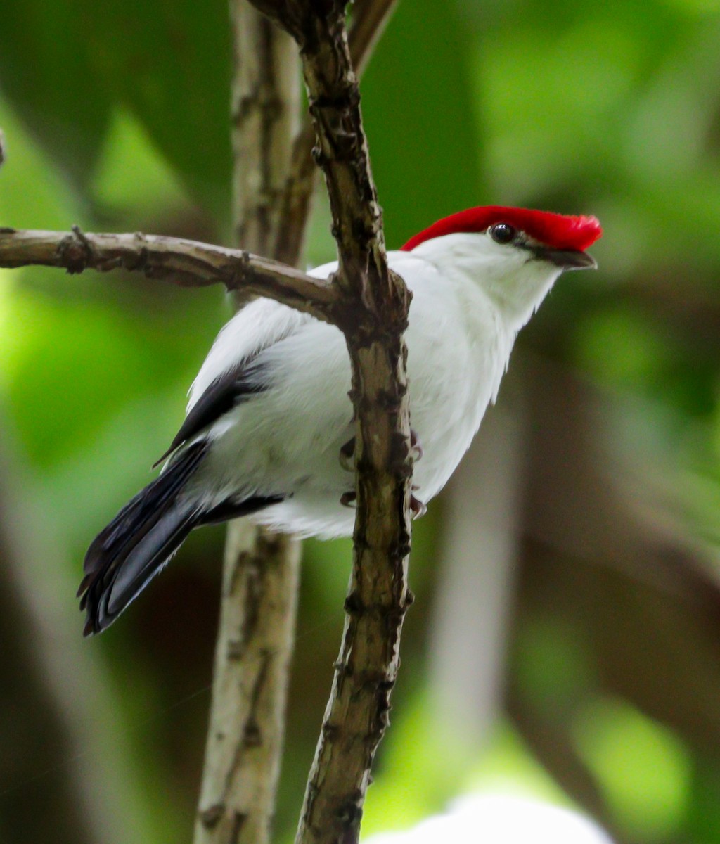 Araripe Manakin - ML622522198