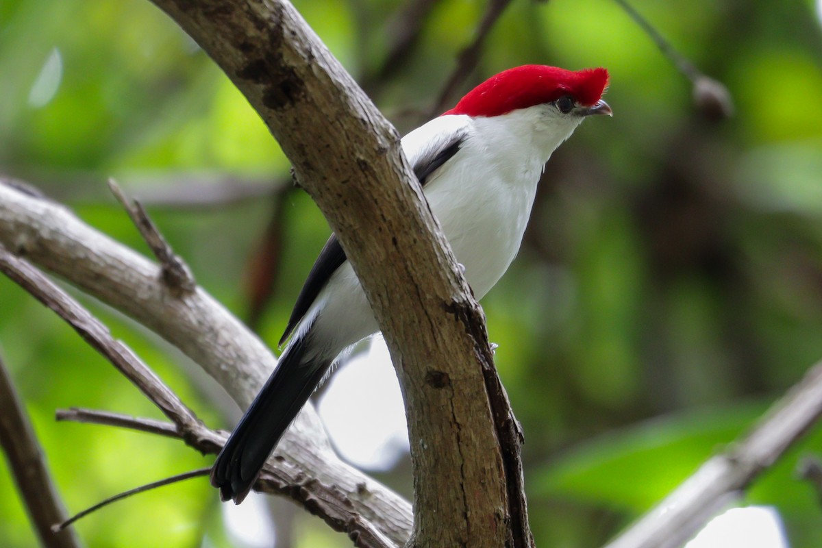 Araripe Manakin - ML622522200