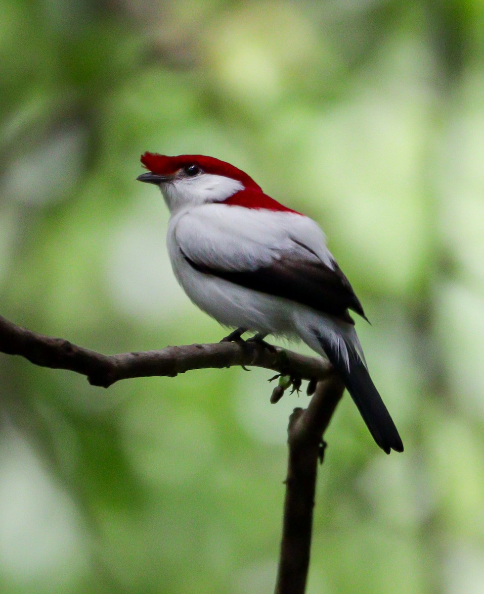 Araripe Manakin - ML622522201