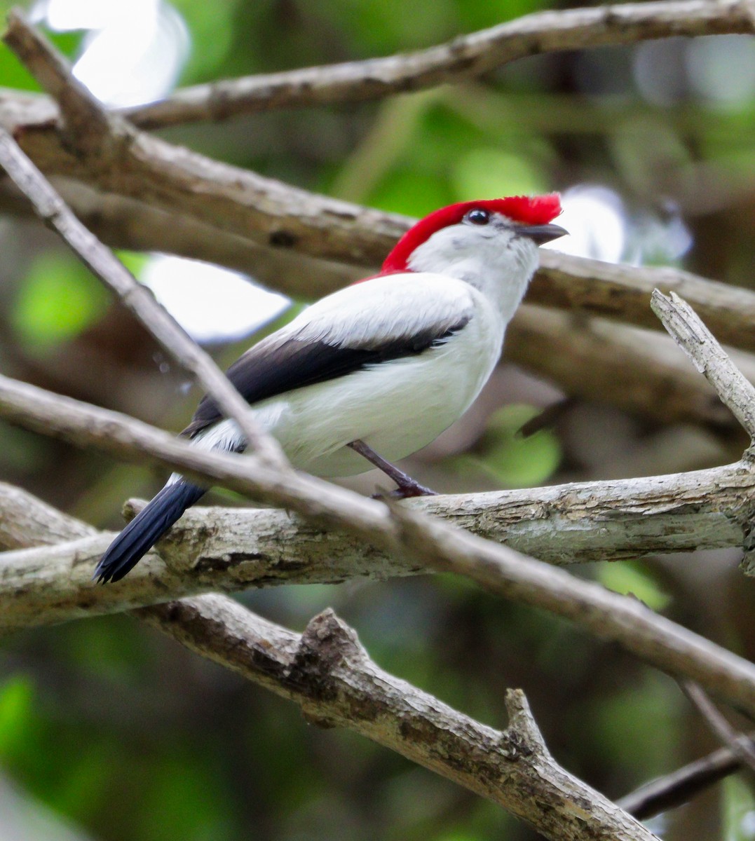 Araripe Manakin - ML622522203