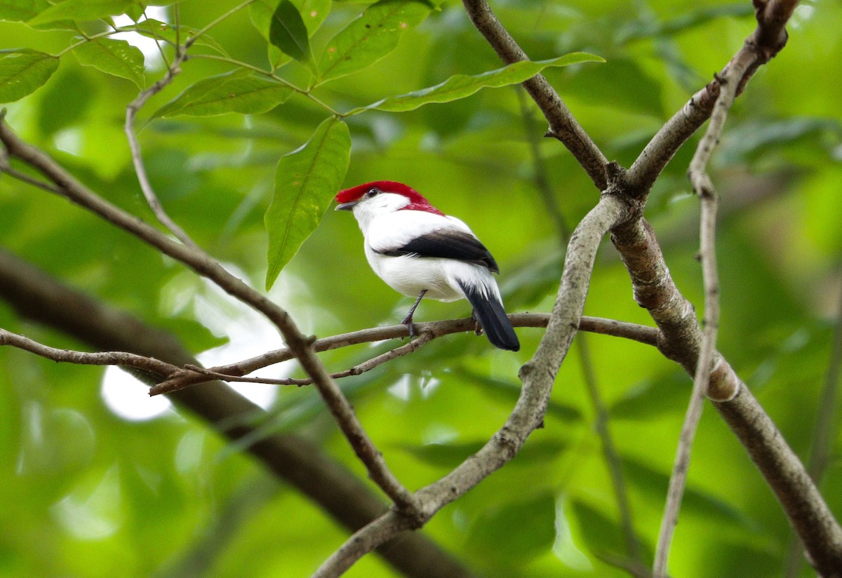 Araripe Manakin - ML622522207