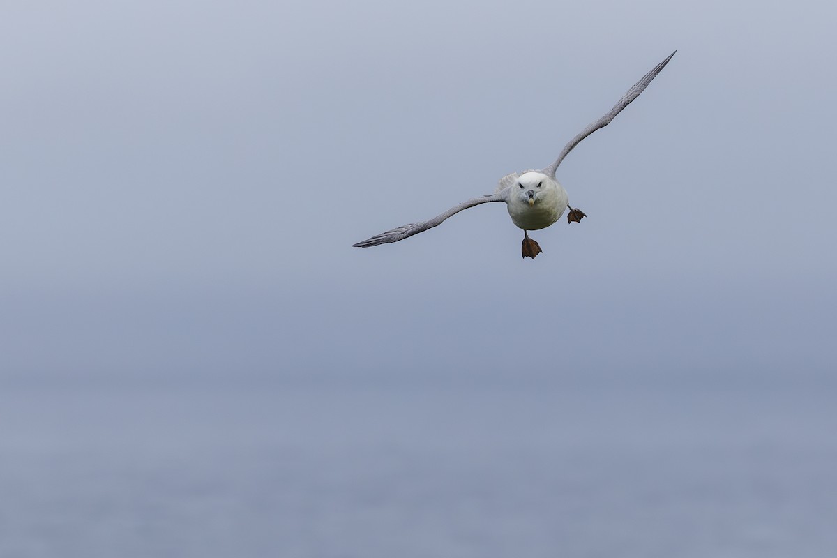 Northern Fulmar - Vitor Gonçalves