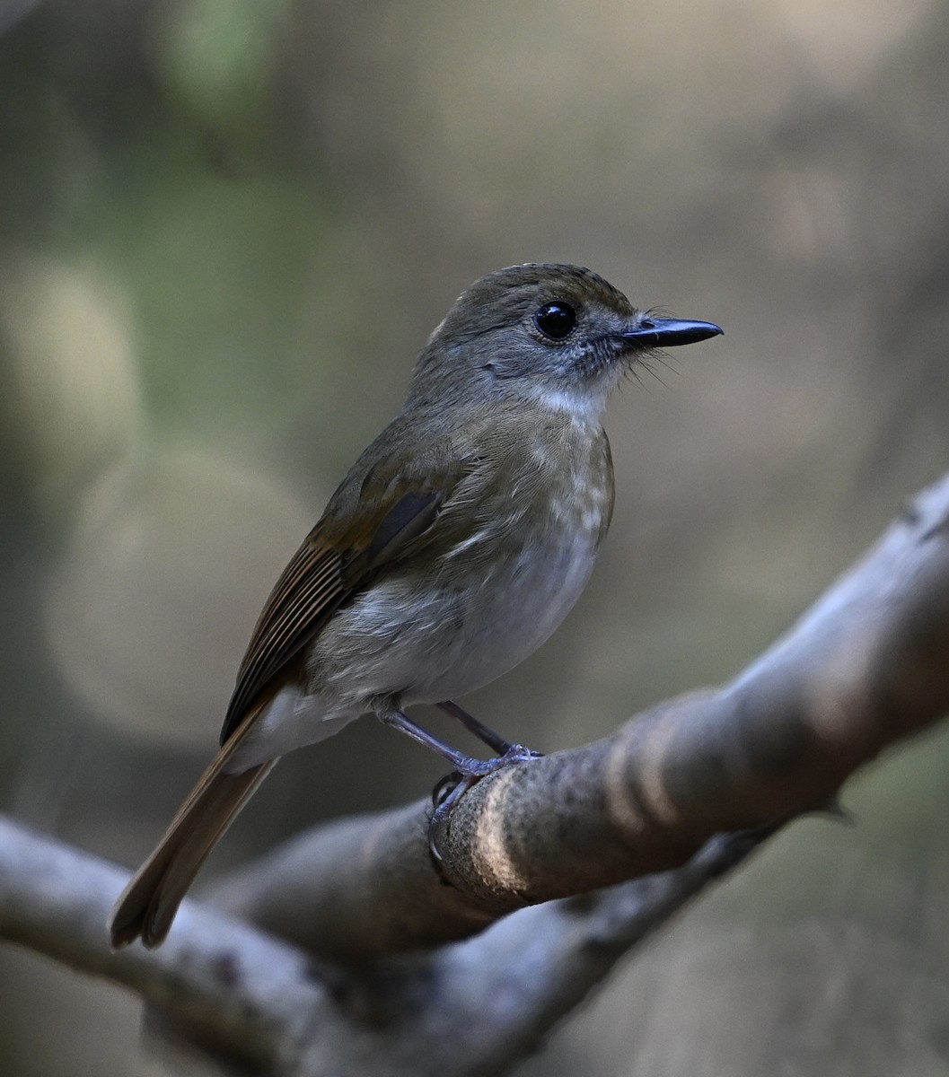 Fulvous-chested Jungle Flycatcher - ML622522332