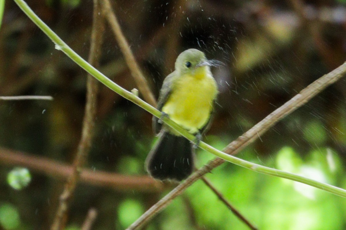 Black-tailed Flycatcher - ML622522364