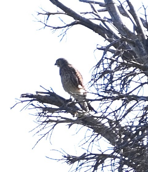 Spotted Kestrel - ML622522365