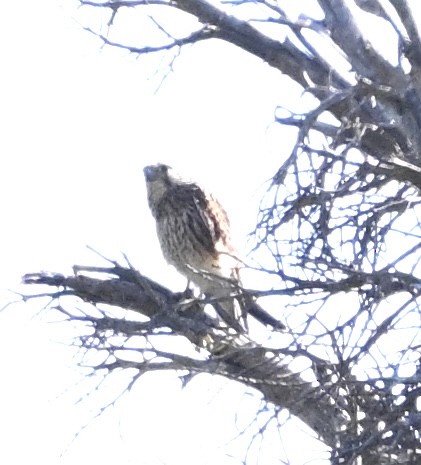 Spotted Kestrel - ML622522366