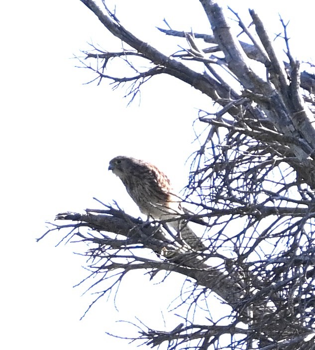 Spotted Kestrel - ML622522367