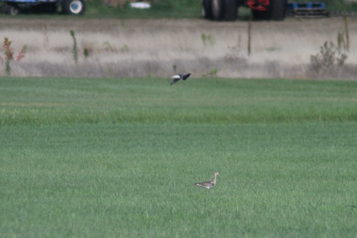 Upland Sandpiper - ML622522435