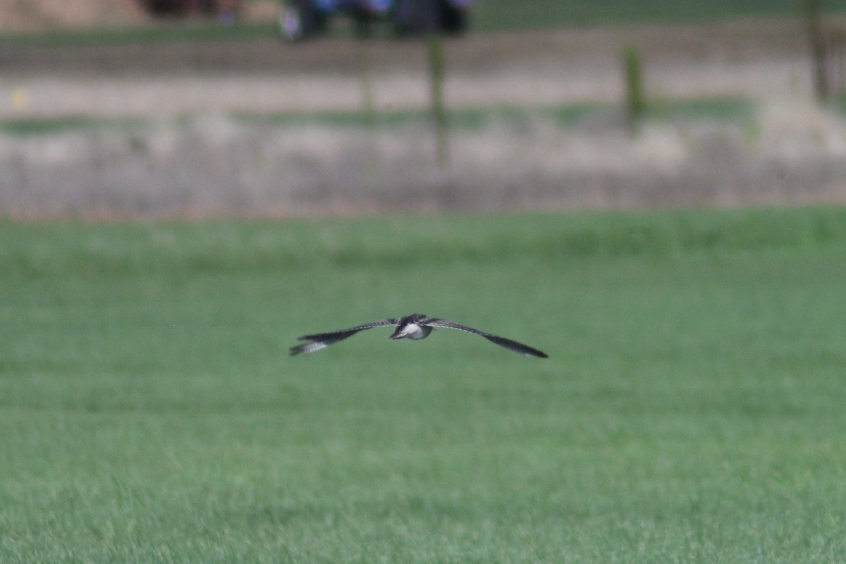 Upland Sandpiper - ML622522436