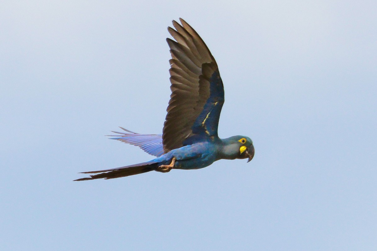 Indigo Macaw - ML622522503