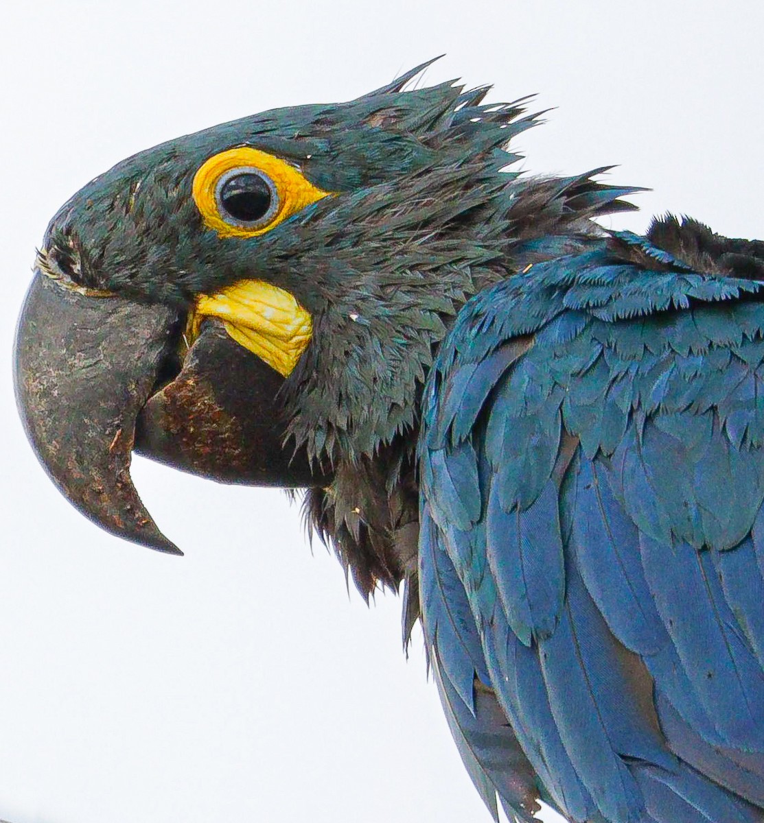 Indigo Macaw - ML622522504