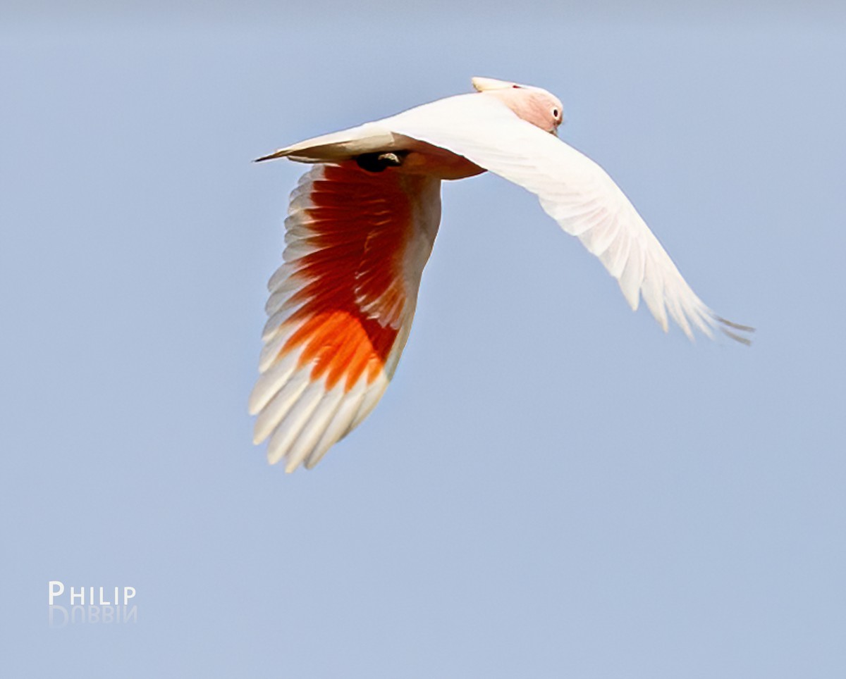 Pink Cockatoo - ML622522513