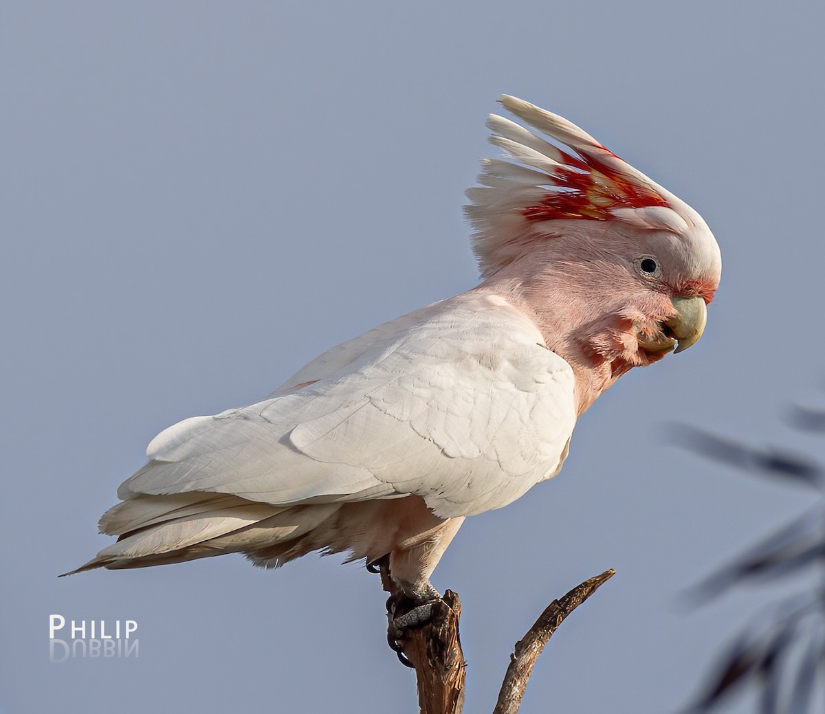 Pink Cockatoo - ML622522514