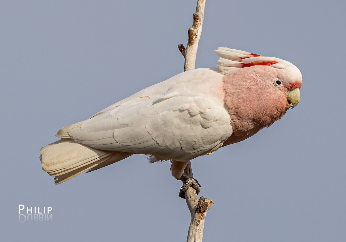 Pink Cockatoo - ML622522515