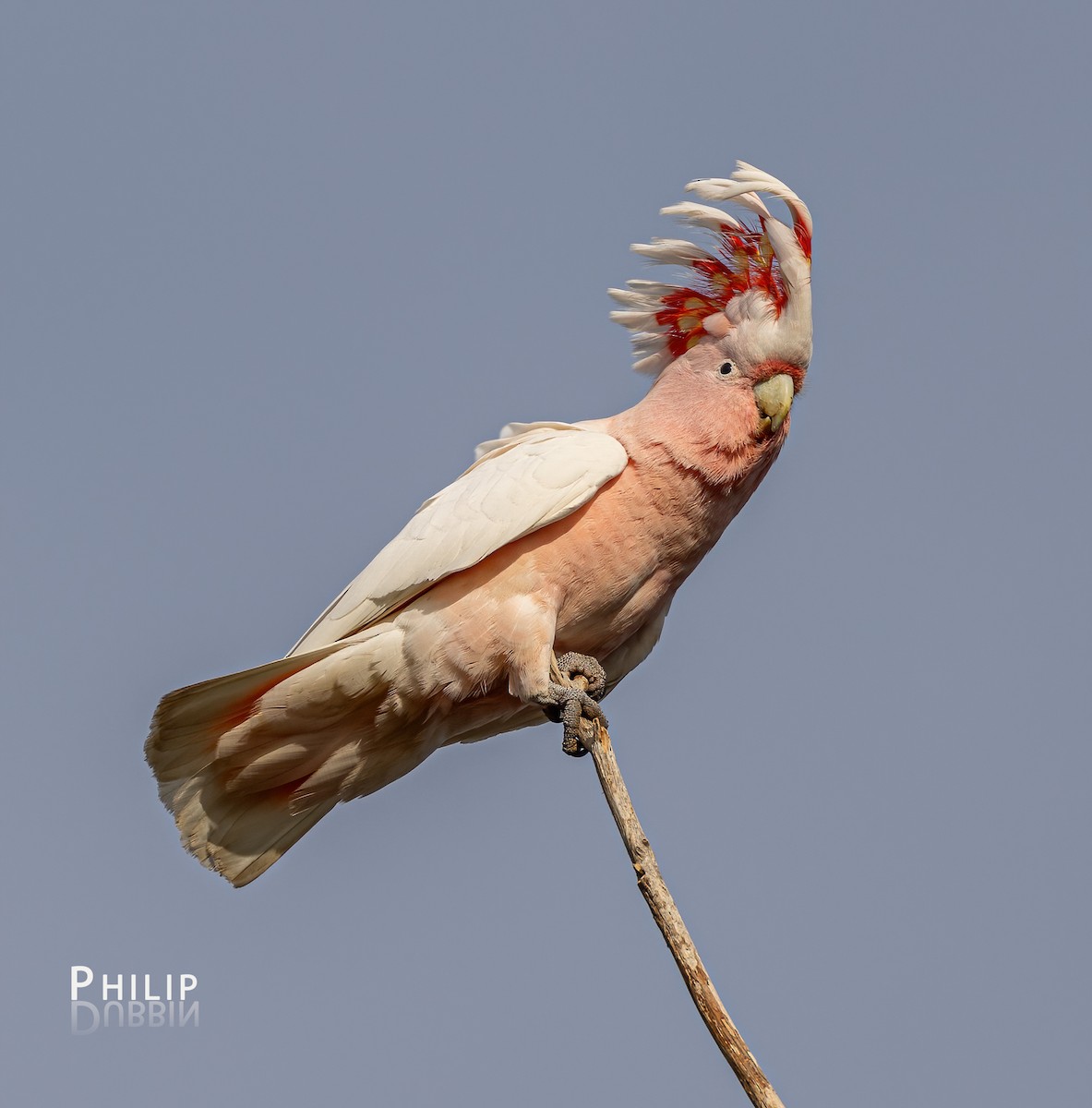 Pink Cockatoo - ML622522516